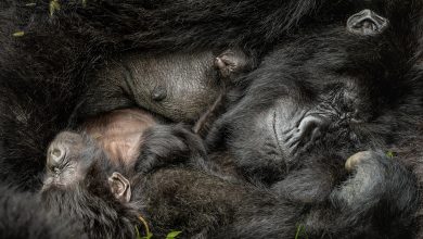 gorilla