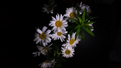 summer flower