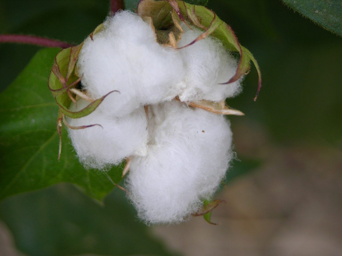 USDA Details Support Package for US Cotton Farmers | GRAPHICS PRO