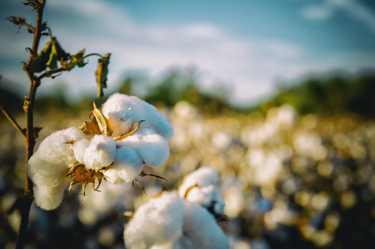 cotton production water consumption
