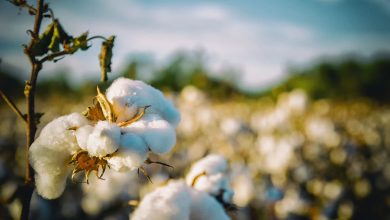cotton production water consumption
