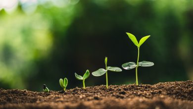 grow business plant seeds local community network