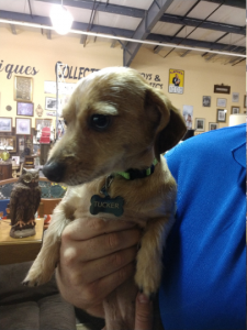 Spencerport, New York estate marketplace parma dog mascot Finger Lakes Mercantile