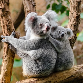 Penn Emblem Australia bushfires koala blankets animals help