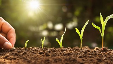 growing successful business plan seeds plants