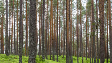 sgptrees