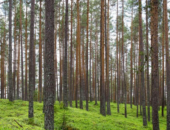 sgptrees