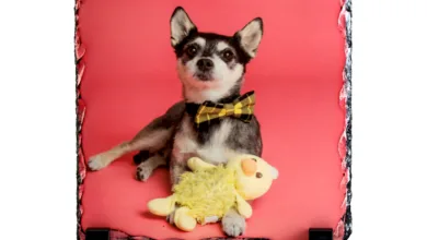 sublimation success pet products