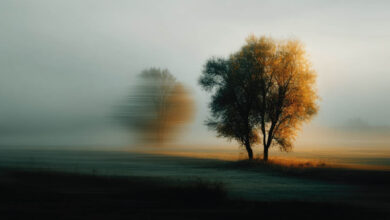 depth of field effect on trees