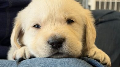 Koozie Group sponsored puppy