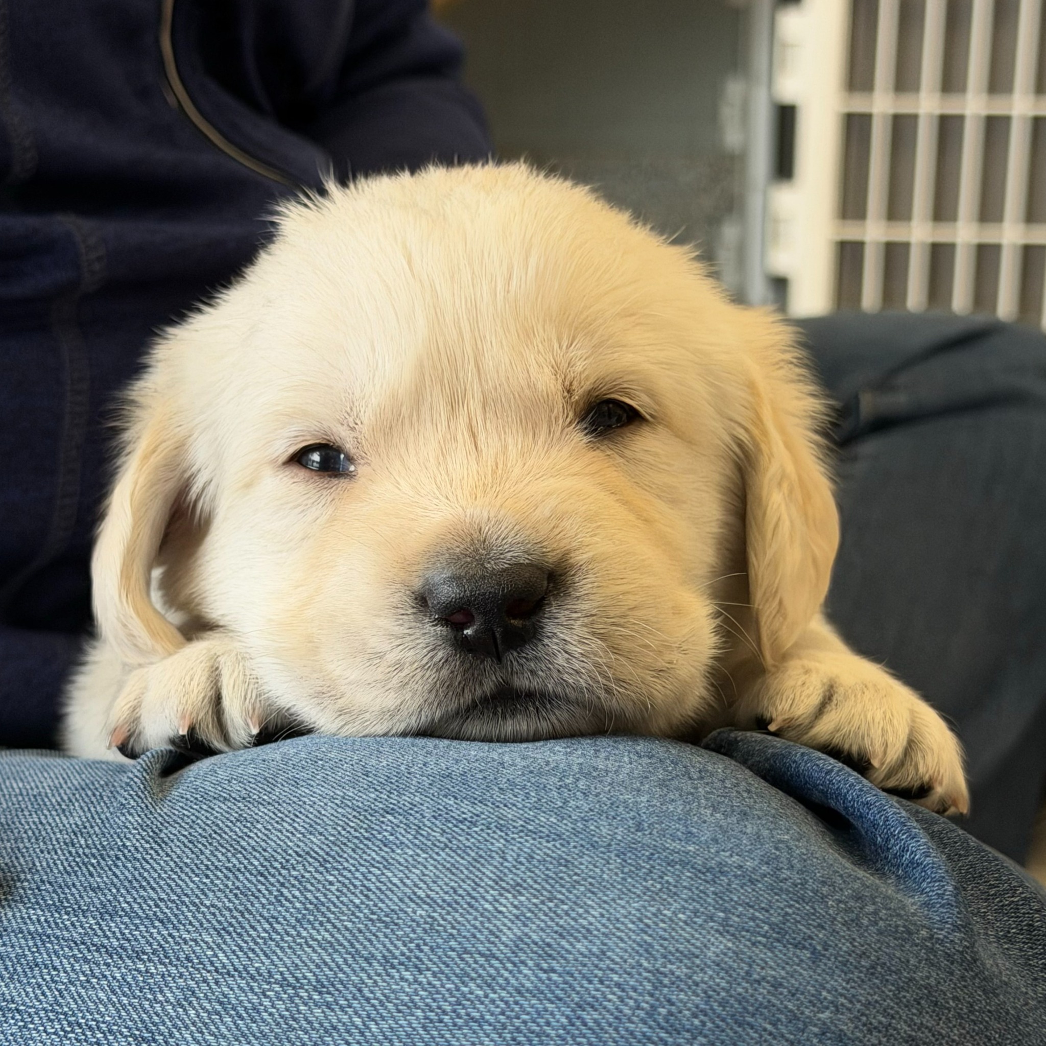 Koozie Group sponsored puppy