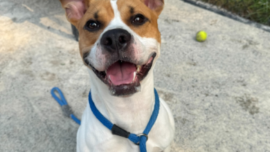 Image credit PSPCA rush order tees partner