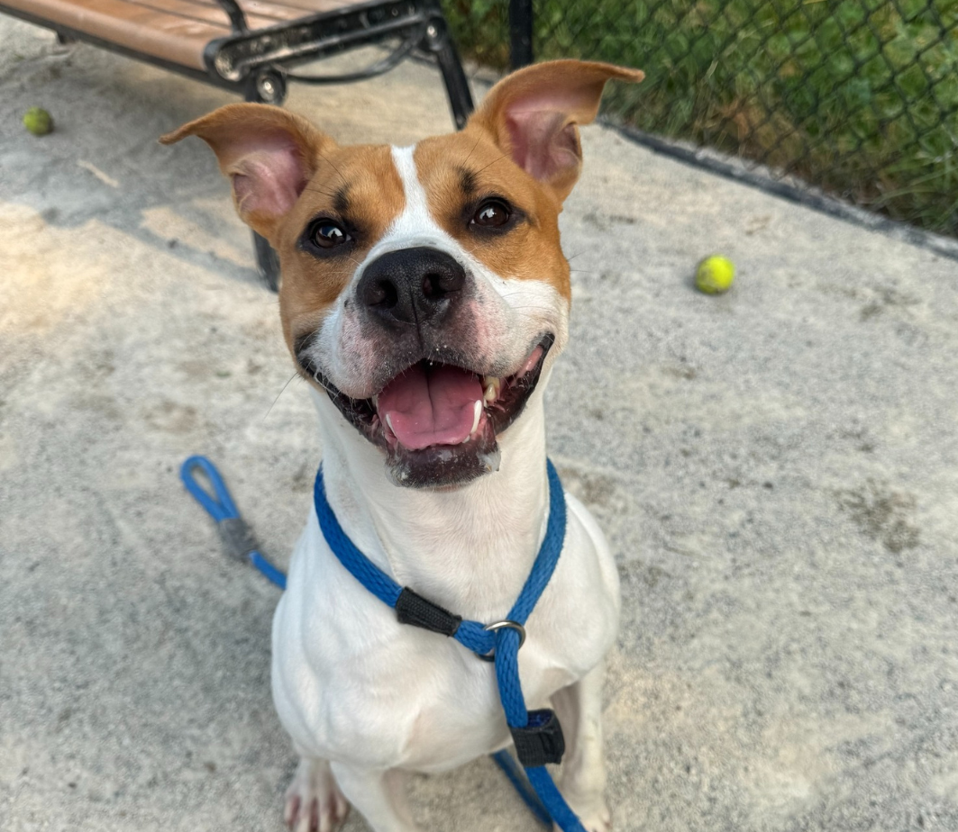 Image credit PSPCA rush order tees partner